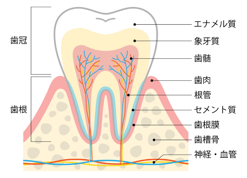 歯の構造|うぐいす歯科